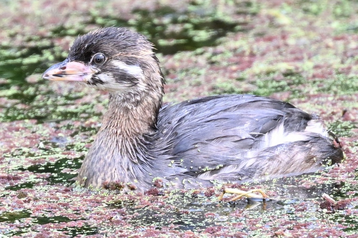 Pied-billed Grebe - ML638903493