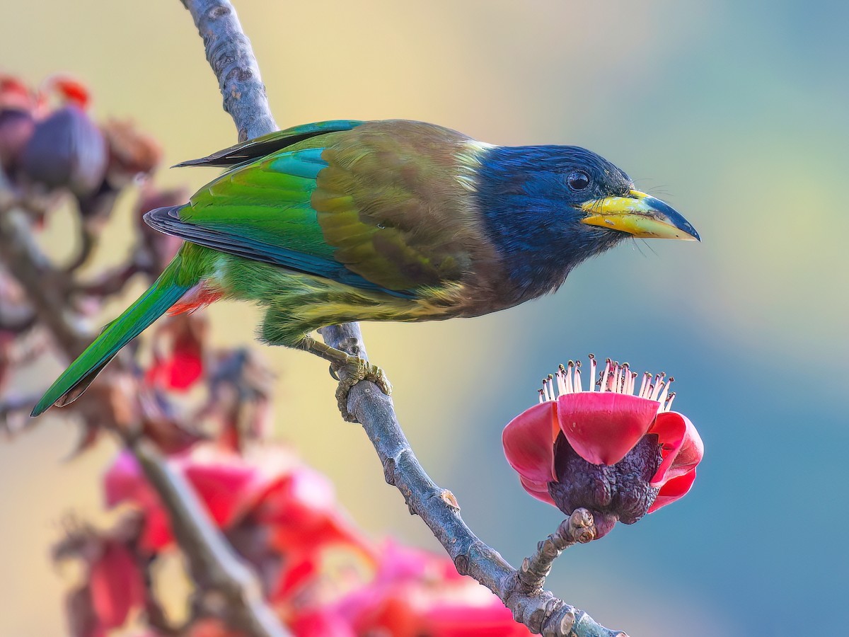 オオゴシキドリ - eBird