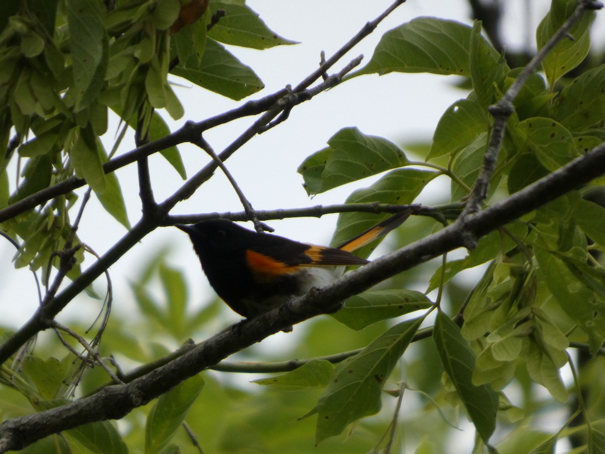 American Redstart - ML638903499