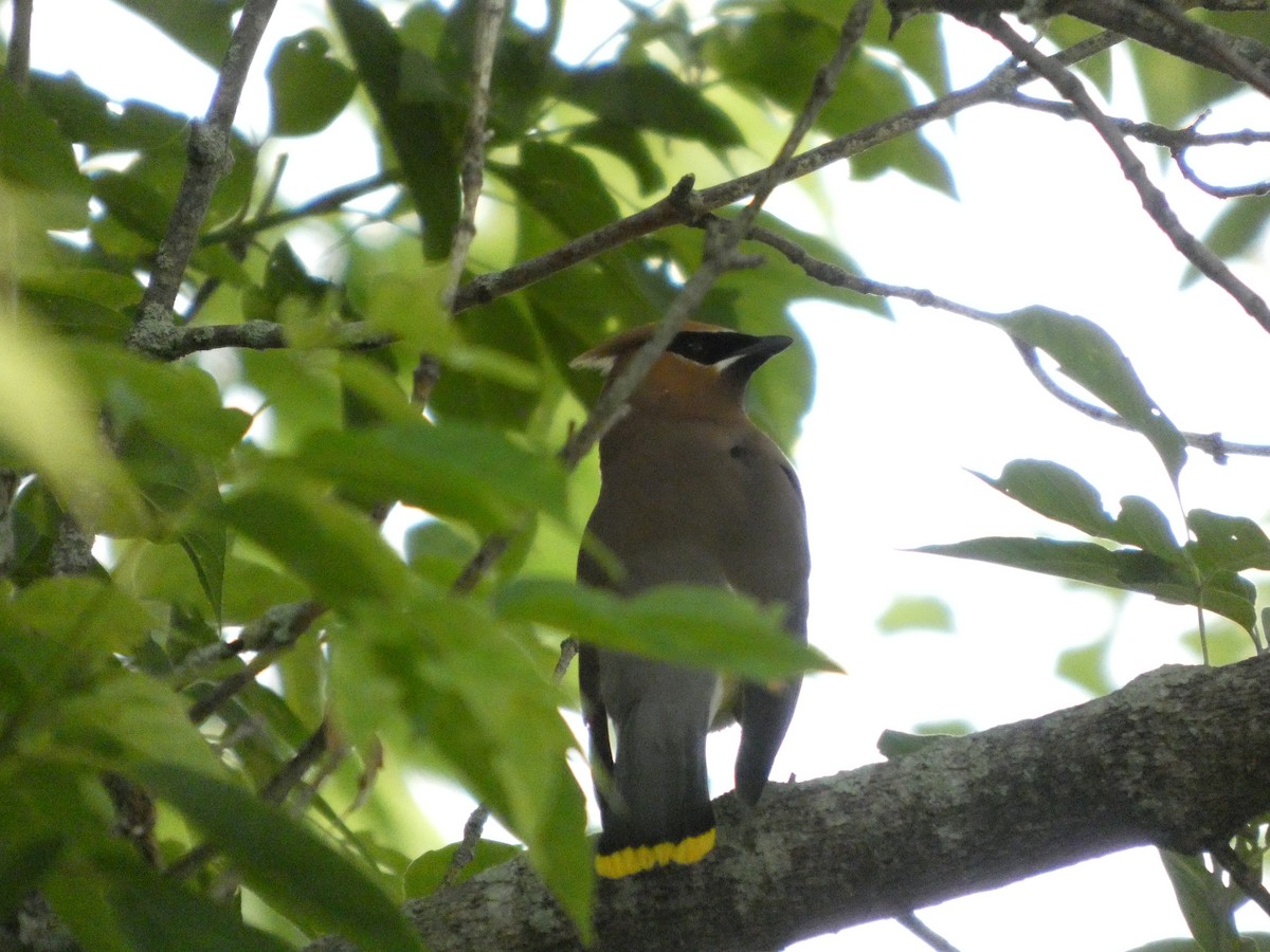 Cedar Waxwing - ML638903507
