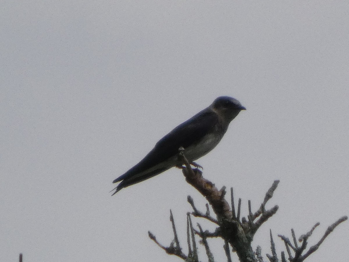 Purple Martin - ML638903532