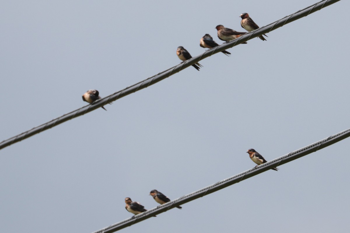 Cliff Swallow - ML638903577