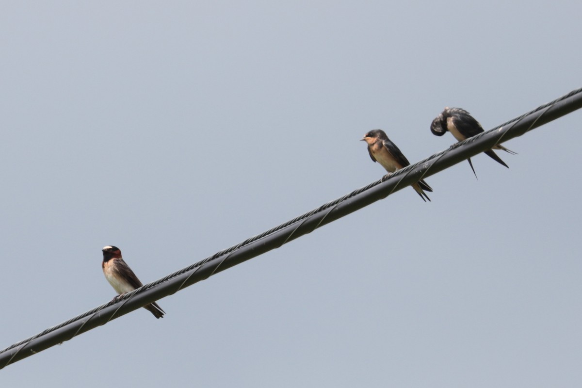 Cliff Swallow - ML638903578