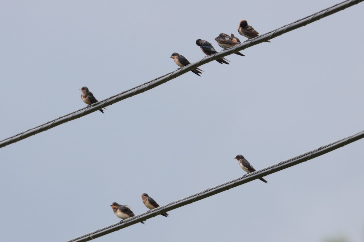 Cliff Swallow - ML638903581