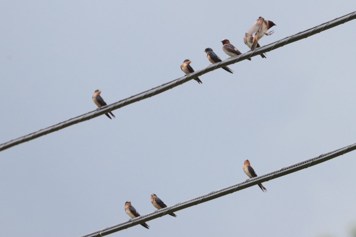 Cliff Swallow - ML638903583