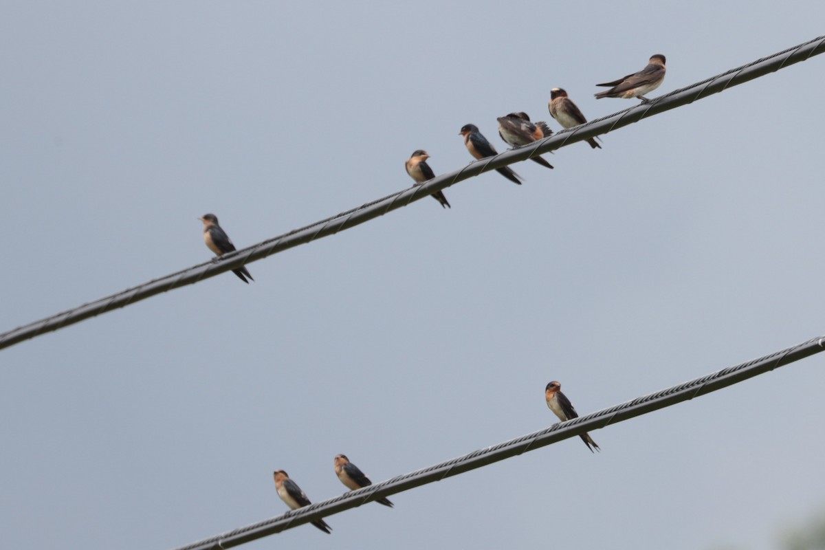 Cliff Swallow - ML638903585