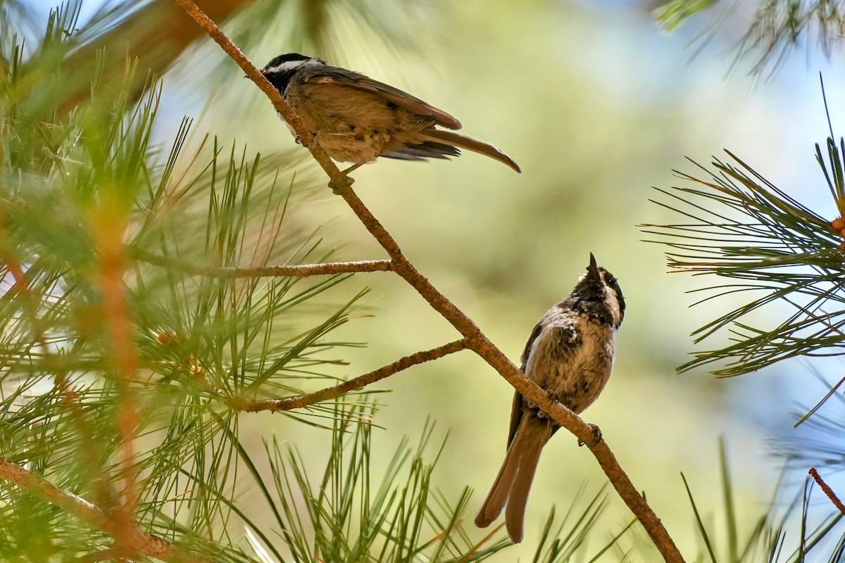 Mexican Chickadee - ML638903596