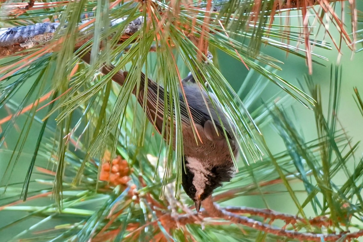 Mexican Chickadee - ML638903597