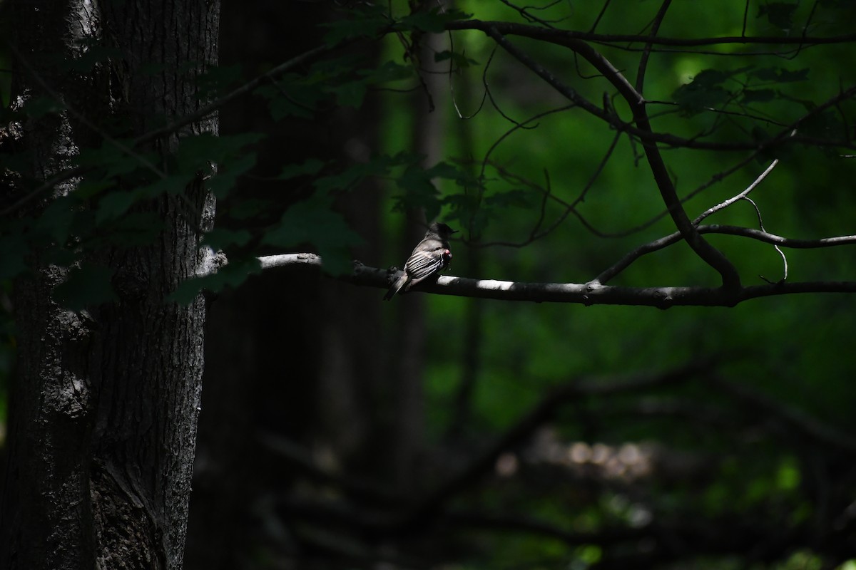 Eastern Phoebe - ML638903621