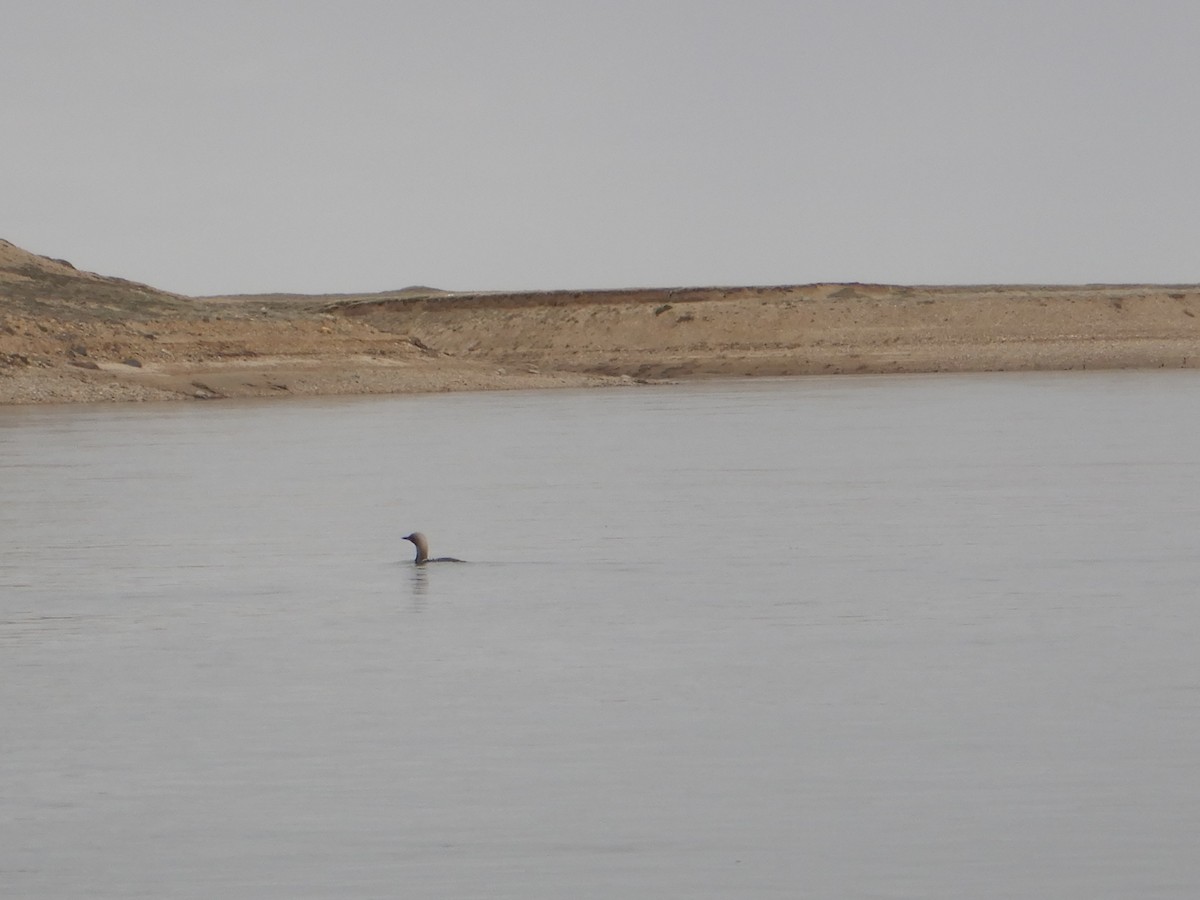 Pacific Loon - ML638903670