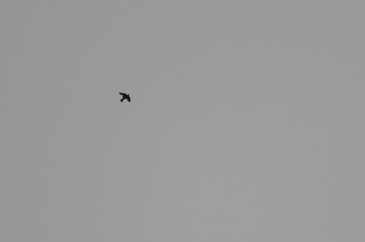 Purple Martin - ML638903673