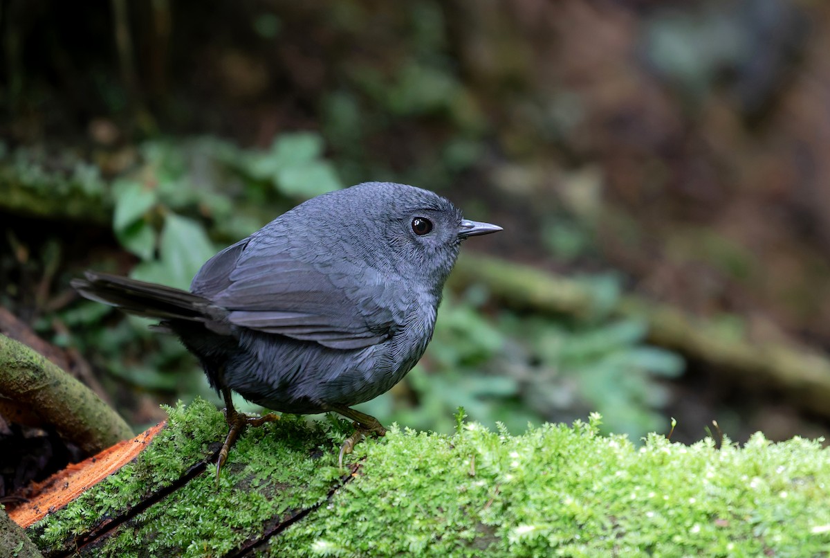 Mouse-colored Tapaculo - ML638903696