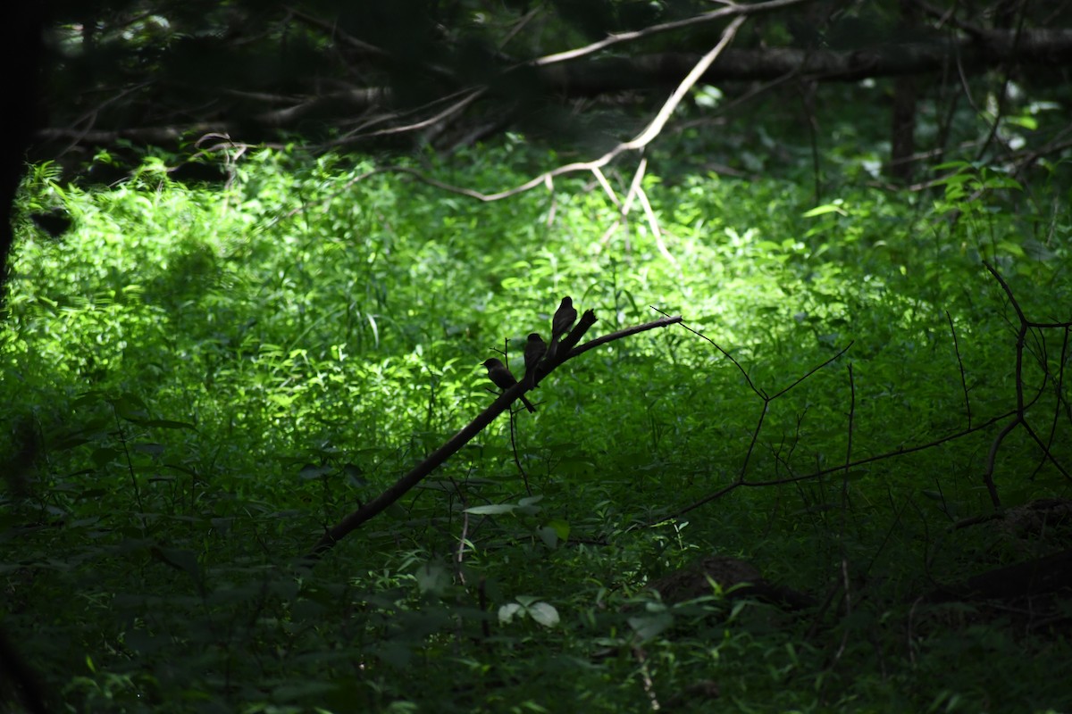 Eastern Phoebe - ML638903707