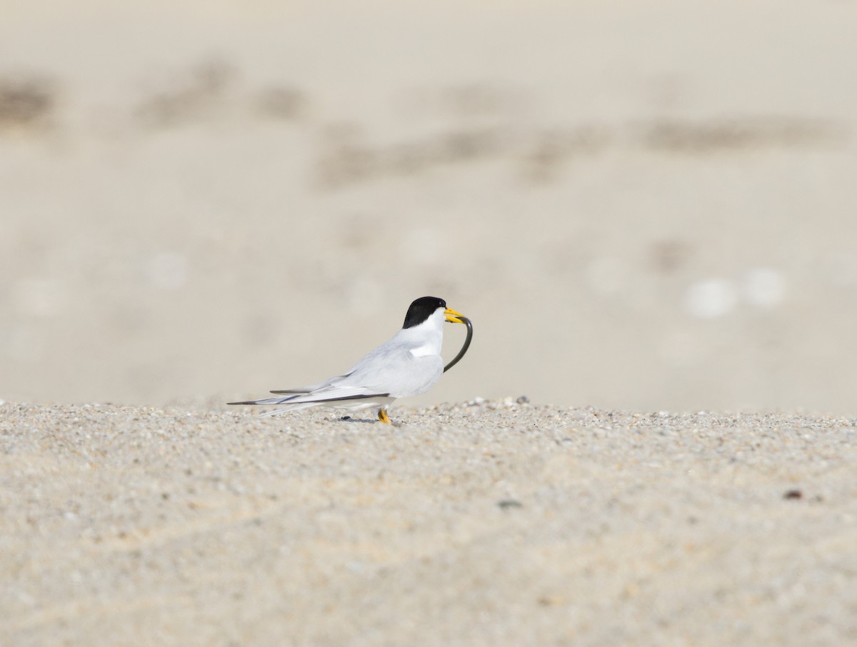 Least Tern - ML638903710