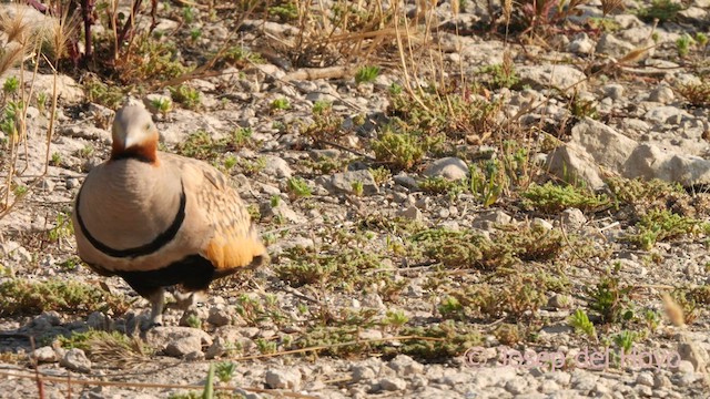 Sandflughuhn - ML638903717