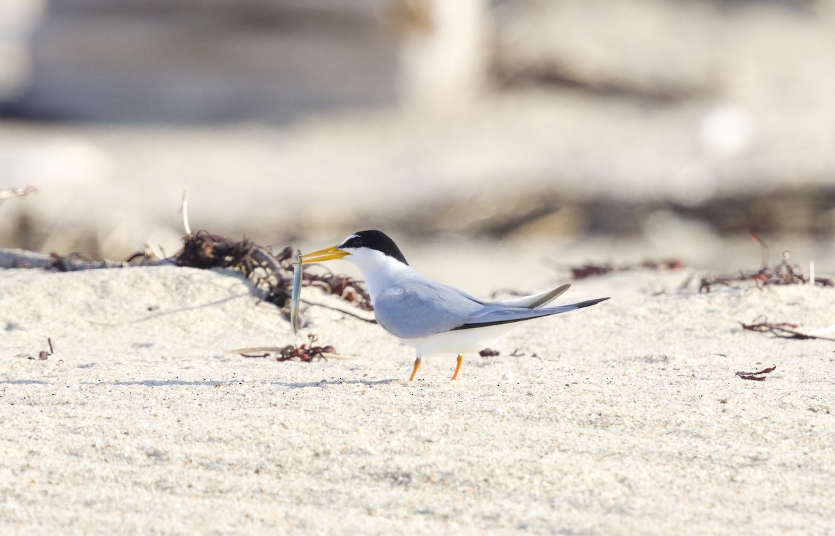 Least Tern - ML638903723