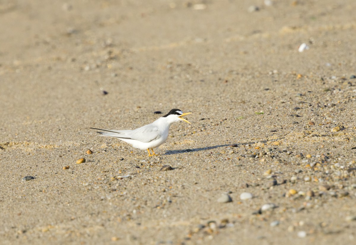 Least Tern - ML638903729
