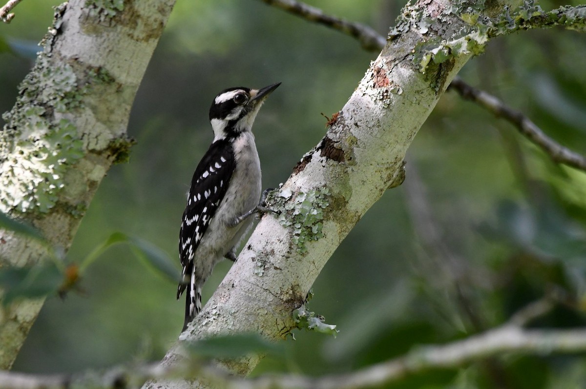 Downy Woodpecker - ML638903757