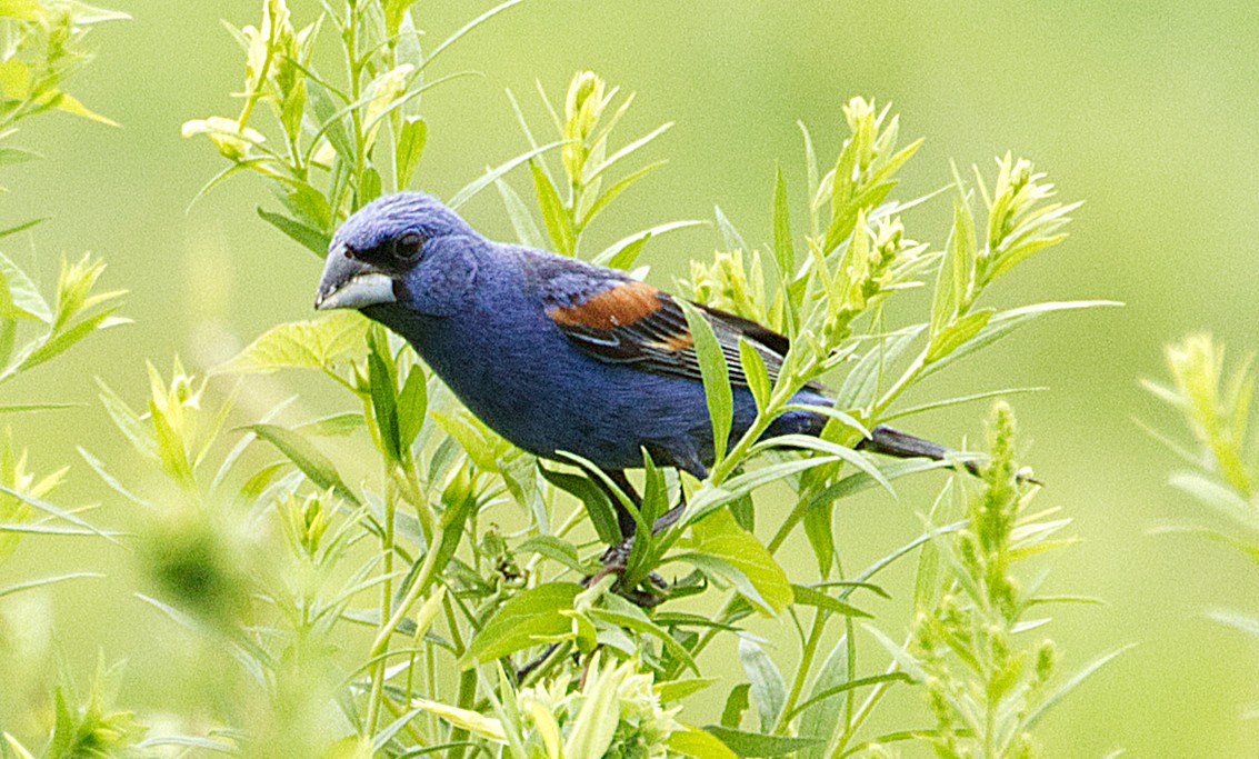 Blue Grosbeak - ML638903782
