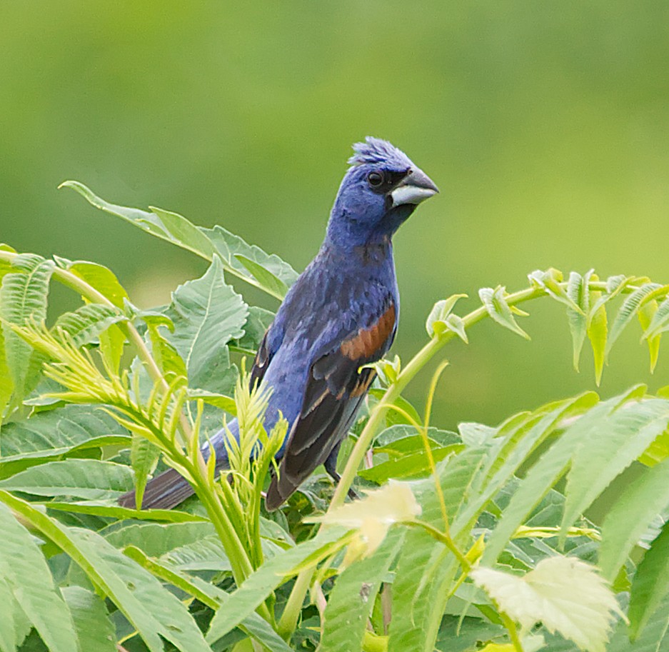 Blue Grosbeak - ML638903852