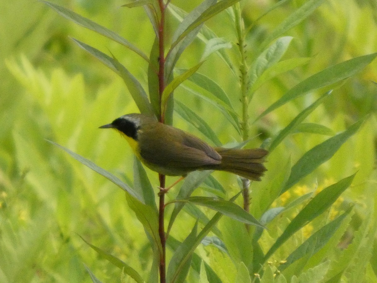 Common Yellowthroat - ML638903854
