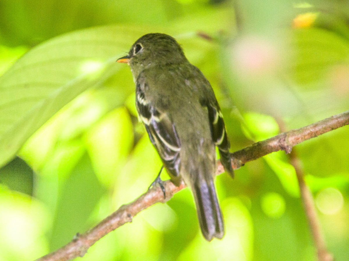 Yellow-bellied Flycatcher - ML638903910