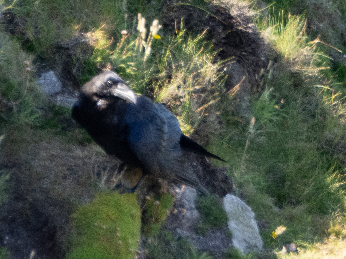 Common Raven - ML638903917