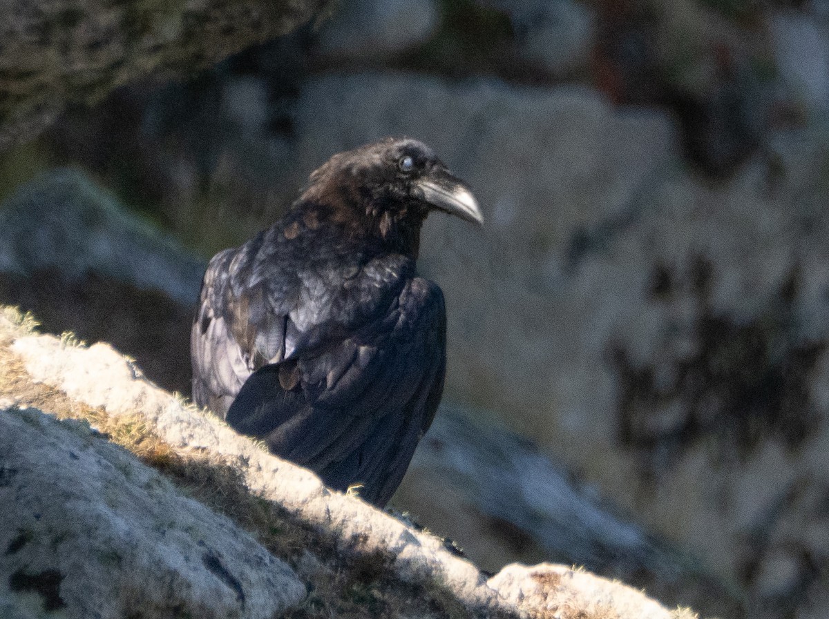 Common Raven - ML638903922