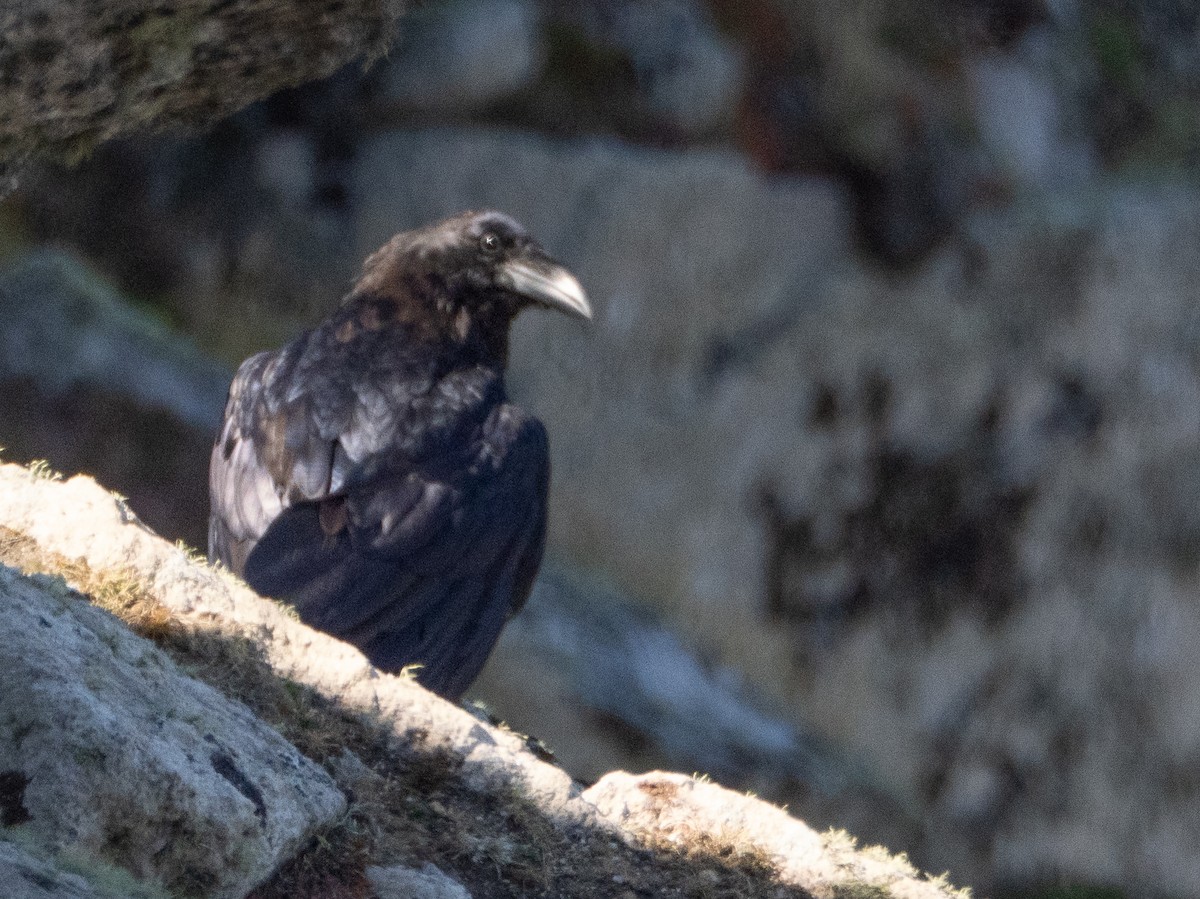 Common Raven - ML638903923