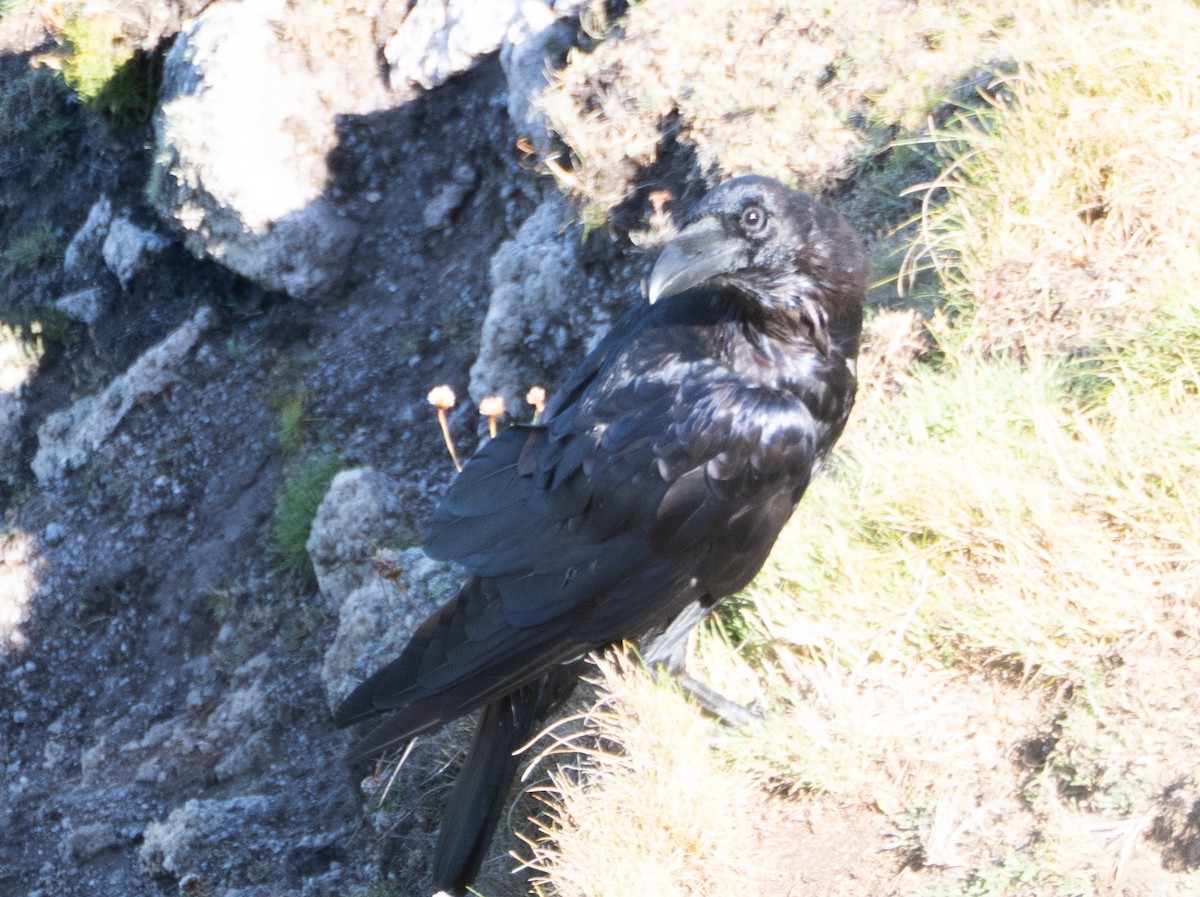 Common Raven - ML638903943