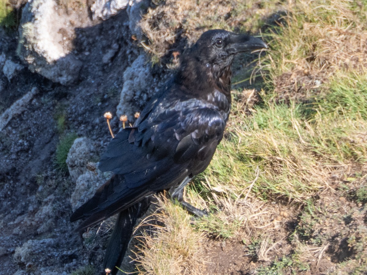 Common Raven - ML638903944