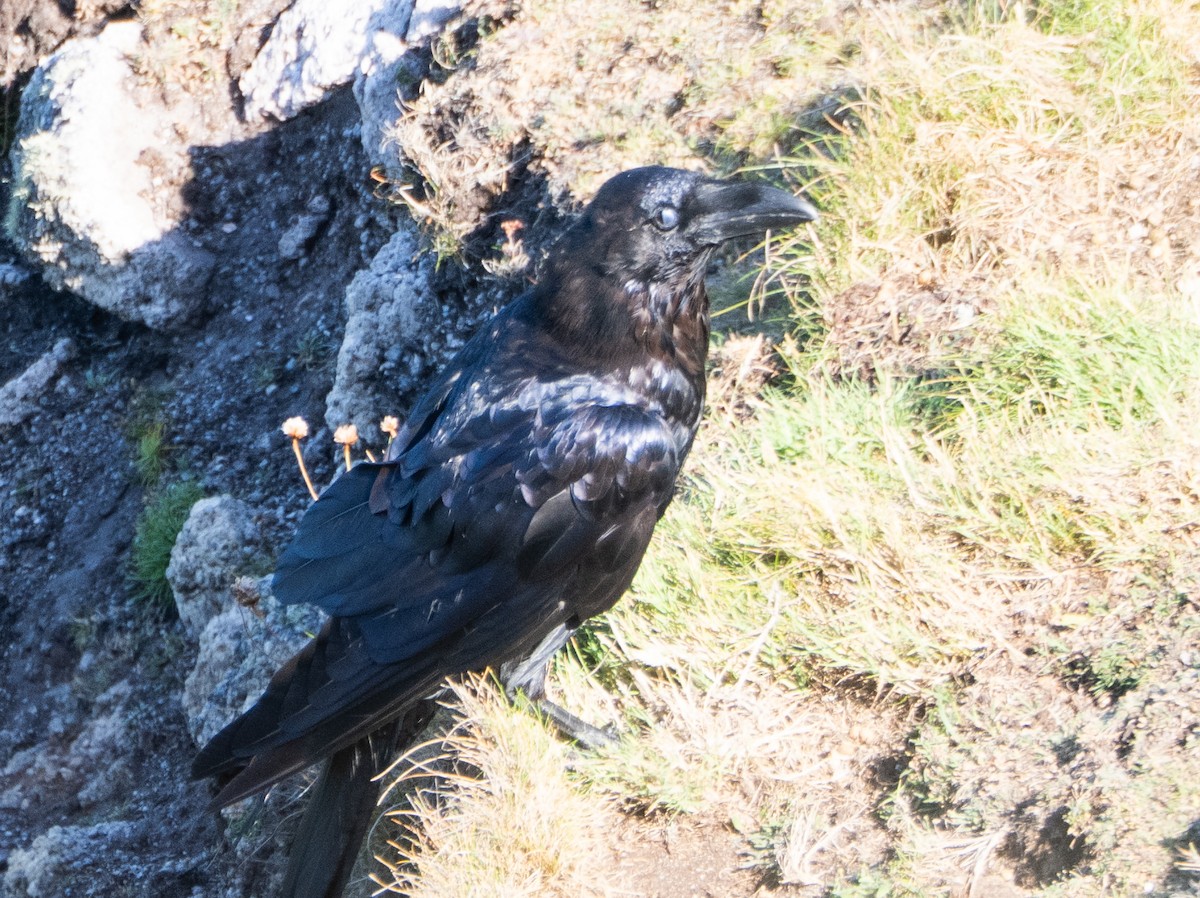 Common Raven - ML638903945