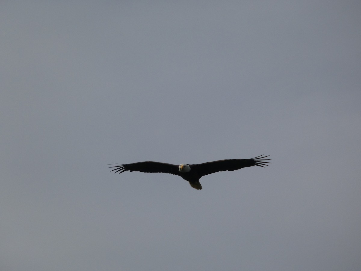 Bald Eagle - ML638903957