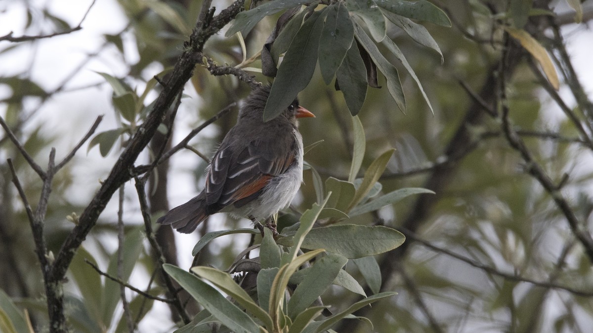 Red-headed Weaver - ML638903959