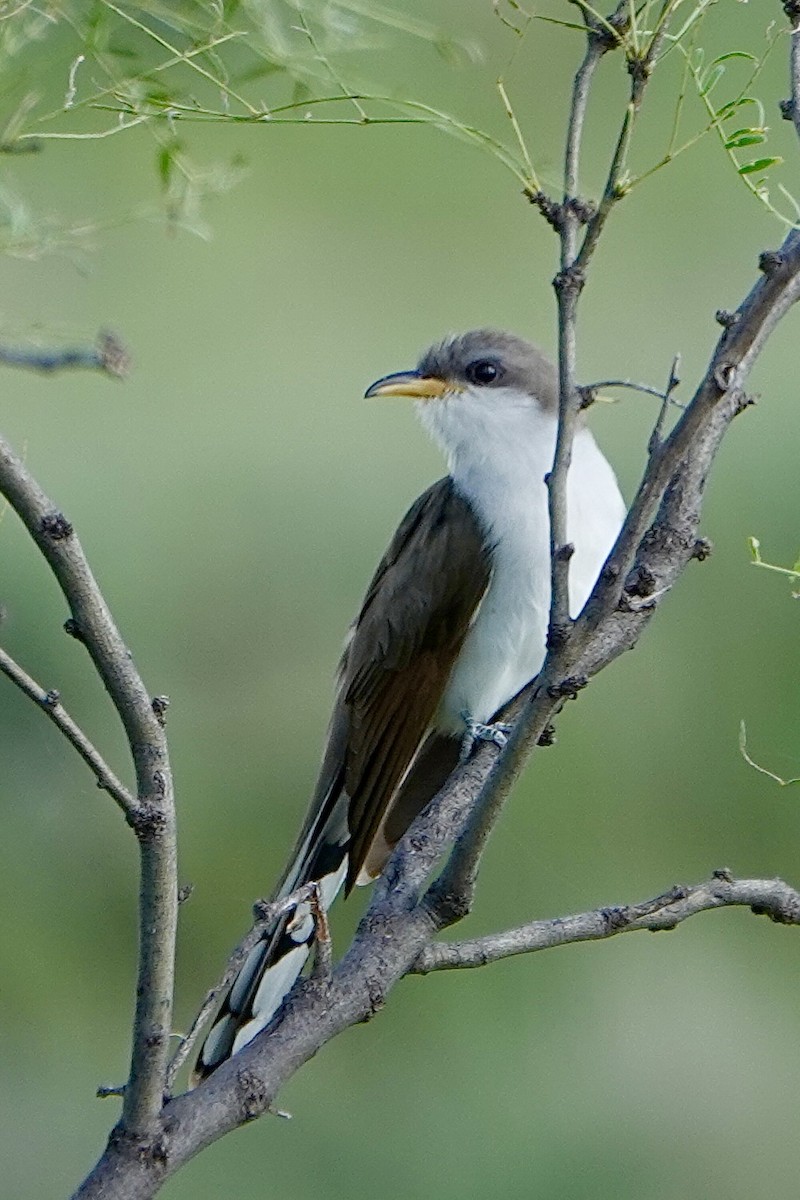 Yellow-billed Cuckoo - ML638903970