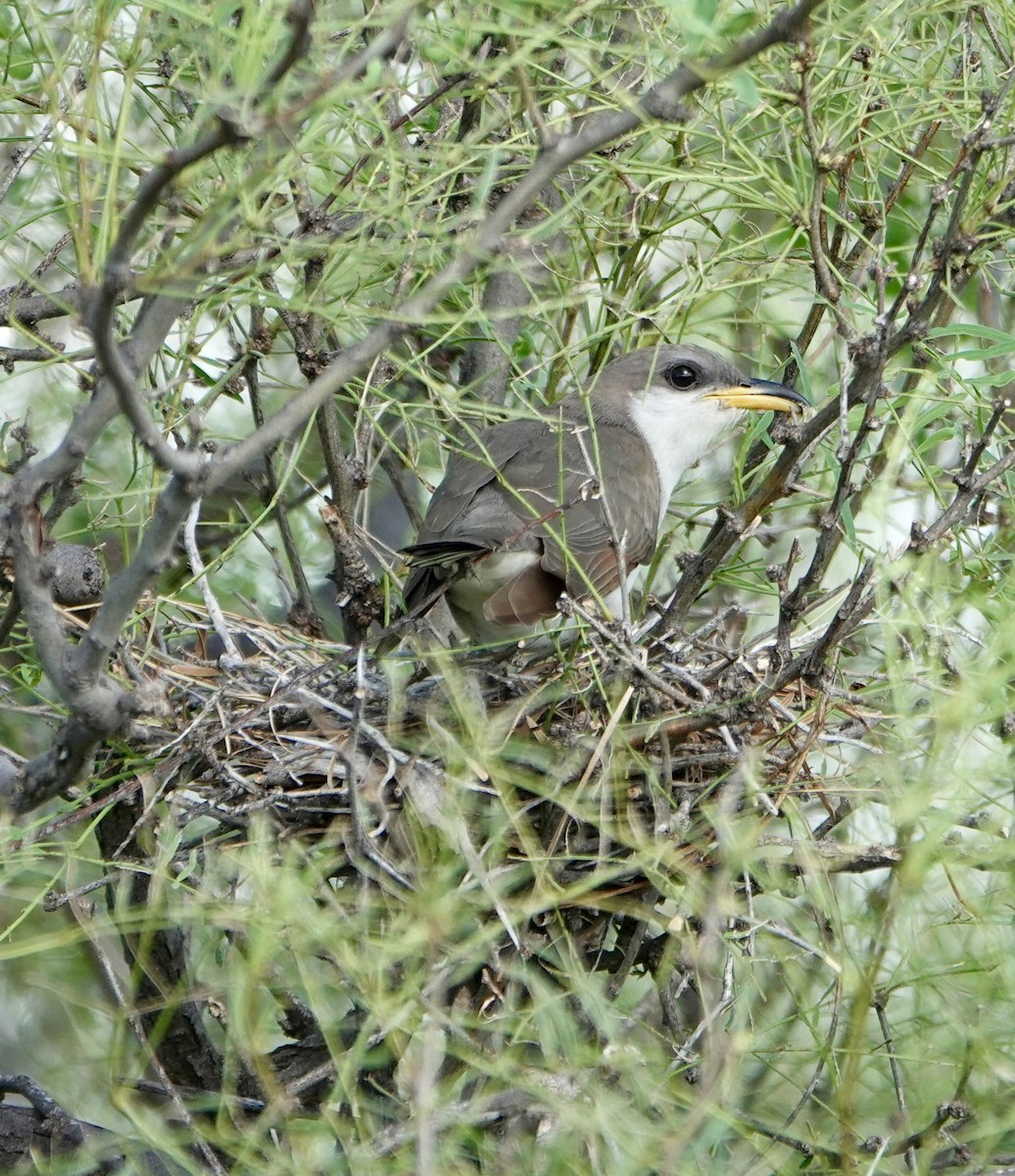 Yellow-billed Cuckoo - ML638903971