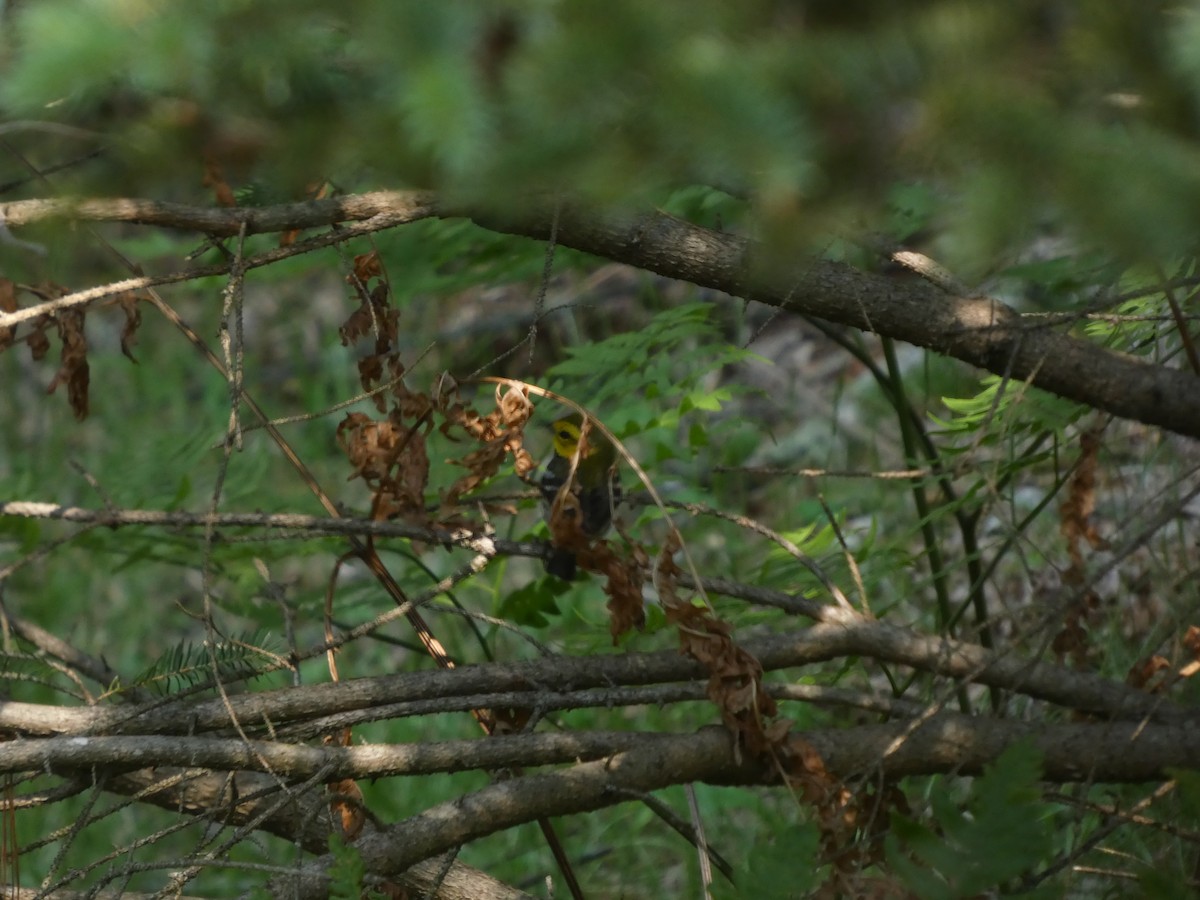 Black-throated Green Warbler - ML638903980