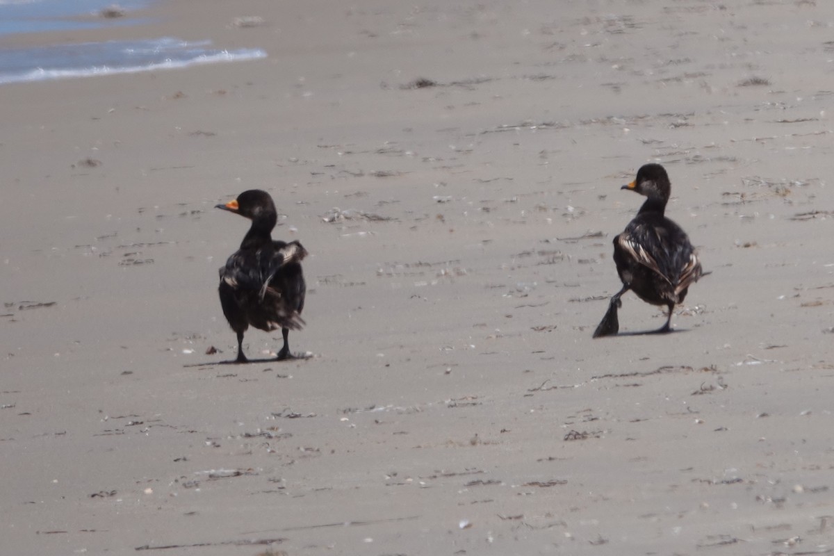 Black Scoter - ML638903988
