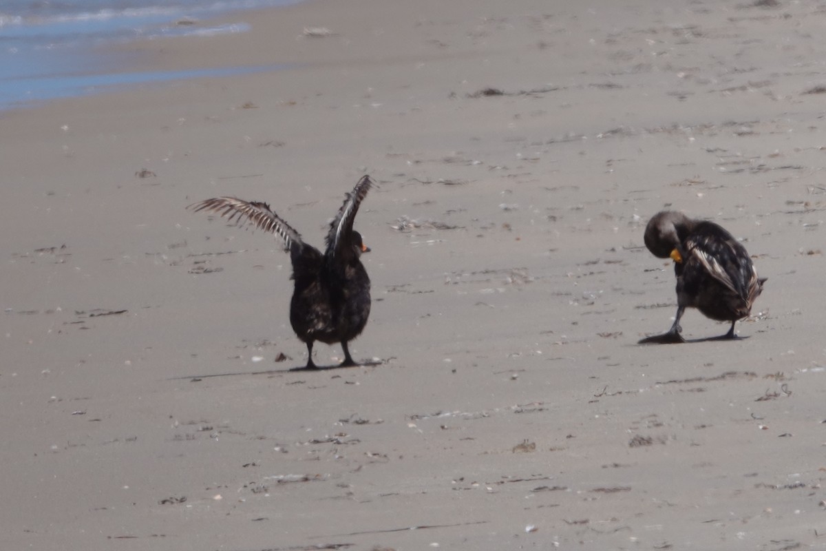 Black Scoter - ML638903989