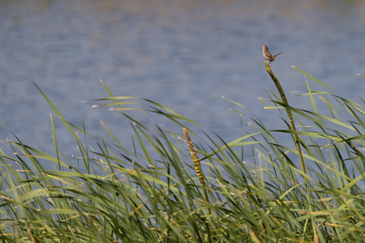 Marsh Wren - ML638903990