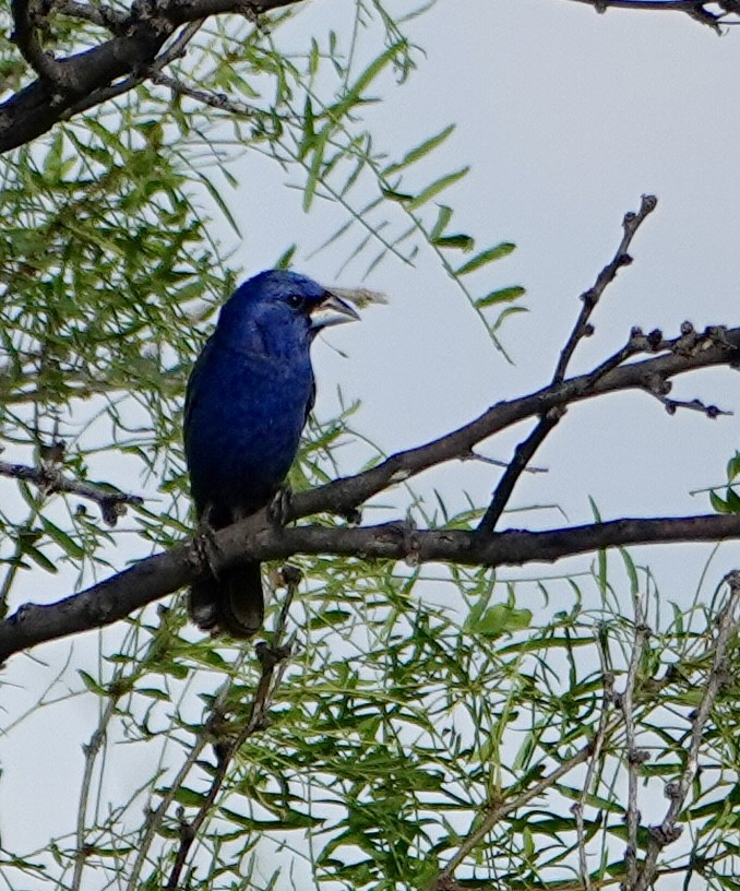 Blue Grosbeak - ML638904002