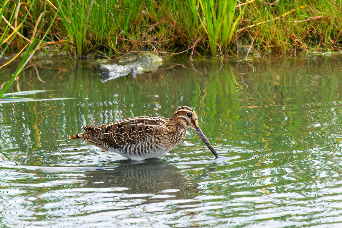 Wilson's Snipe - ML638904044