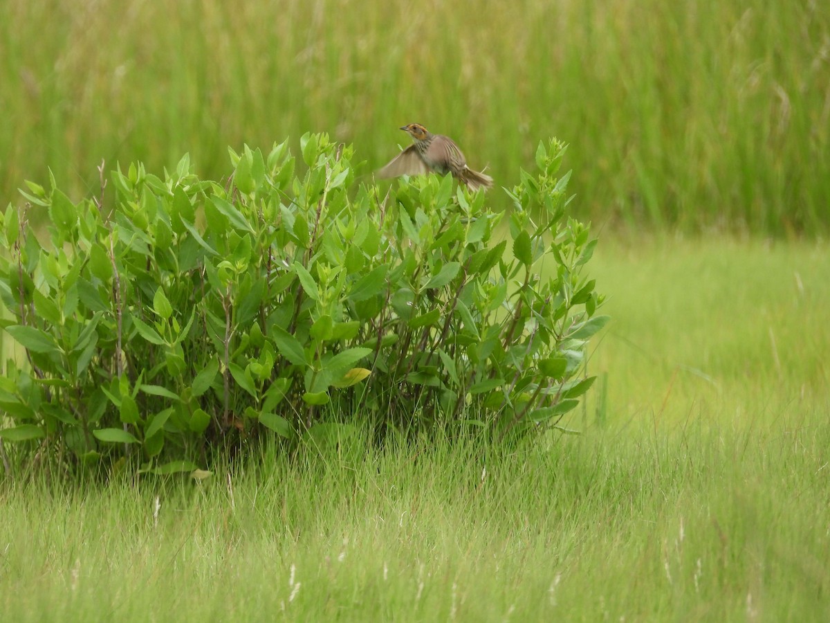 Saltmarsh Sparrow - ML638904058