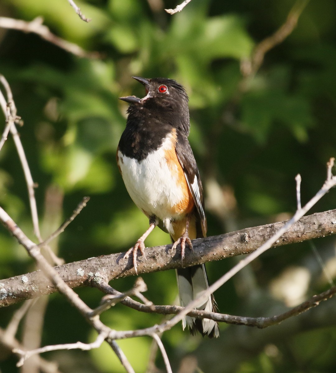 Eastern Towhee - ML638904060