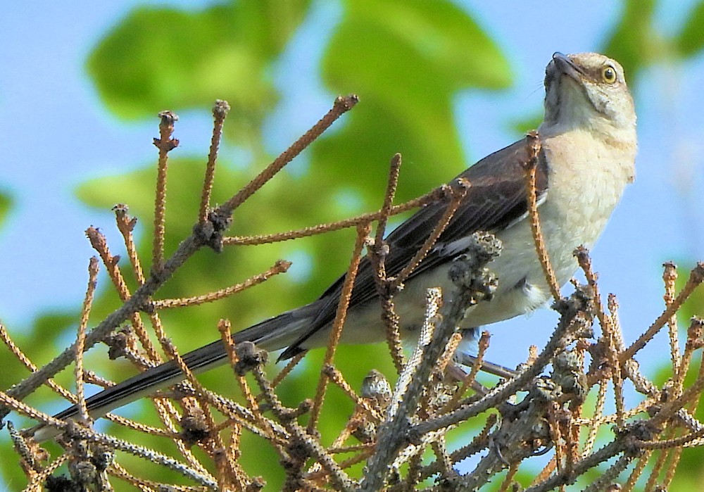 Northern Mockingbird - ML638904077