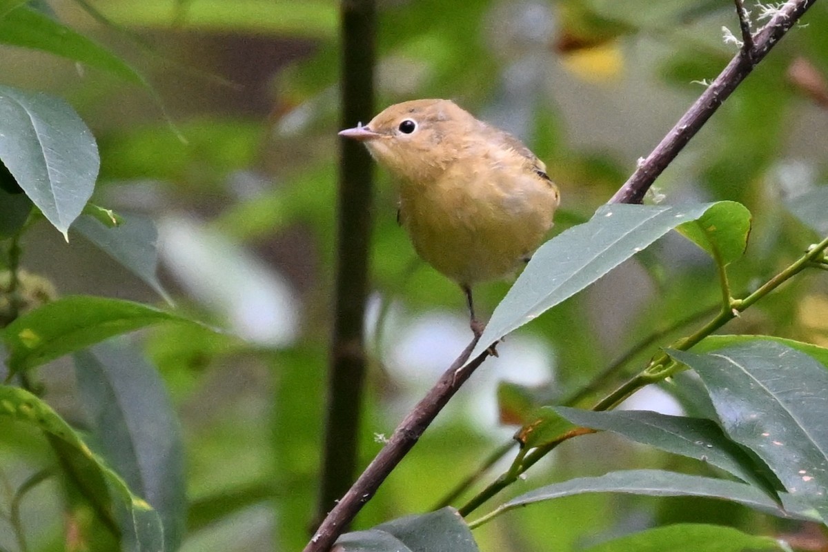 gulparula - ML638904089