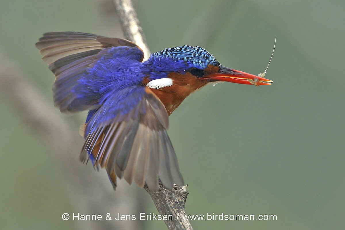 Malachite Kingfisher - ML63890411