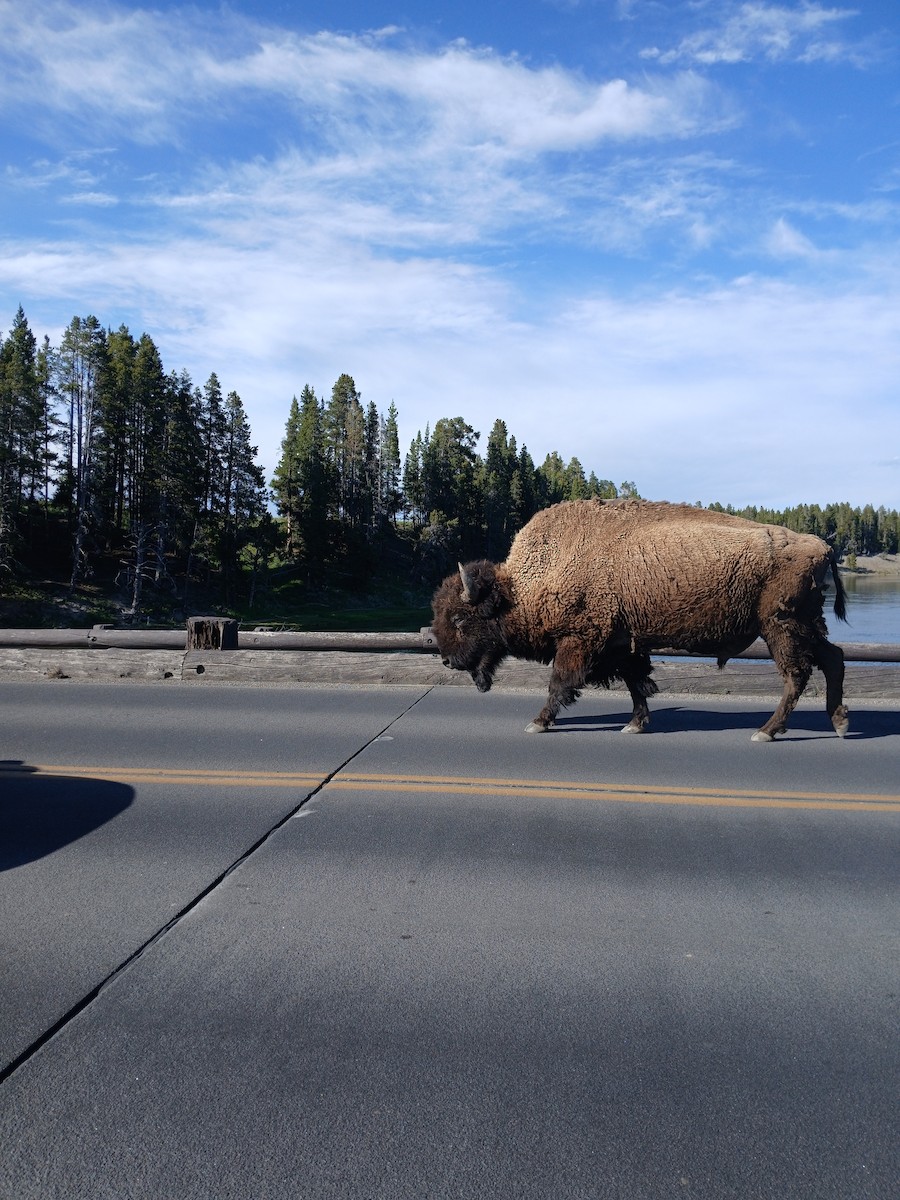 American Bison - ML638904116