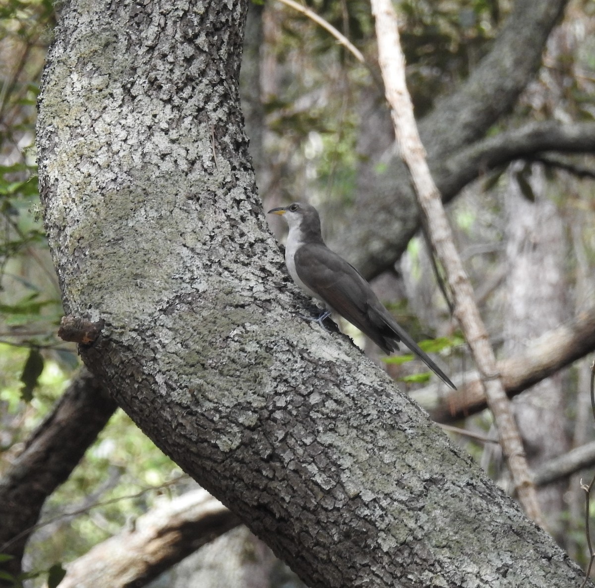Yellow-billed Cuckoo - ML638904122