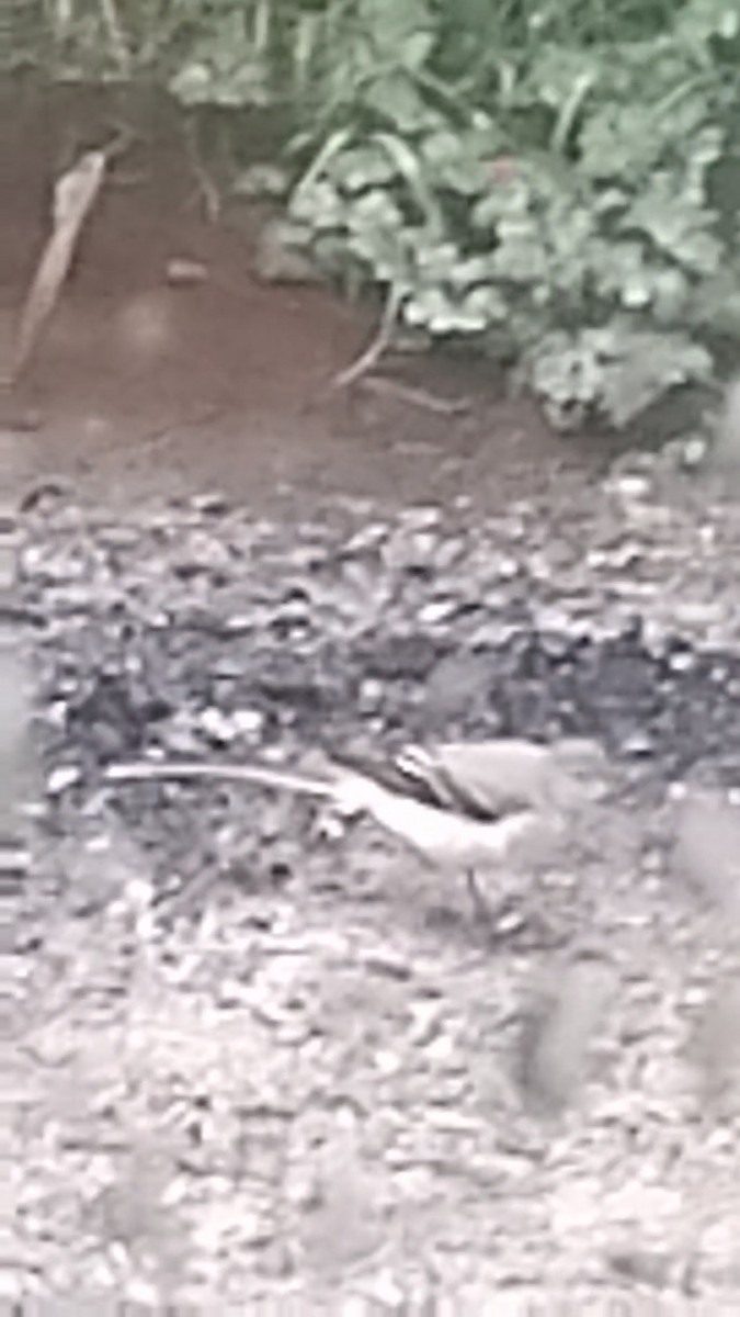 Long-tailed Tit - ML638904137